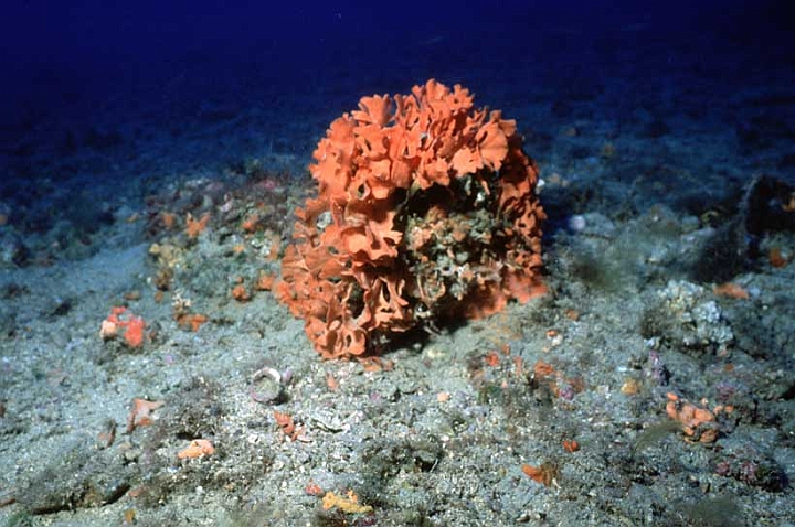 09 Pentapora fascialis.jpg - Sono chiamate "corna d'alce".